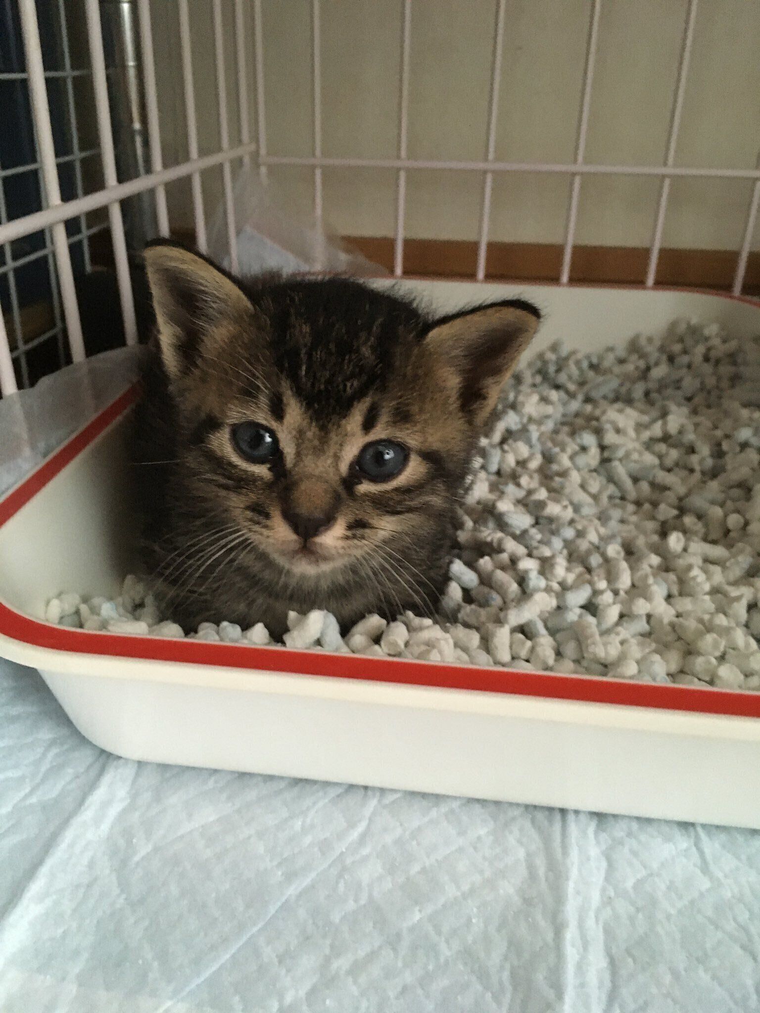 小さくてかわいらしい　子猫時代のボンくん