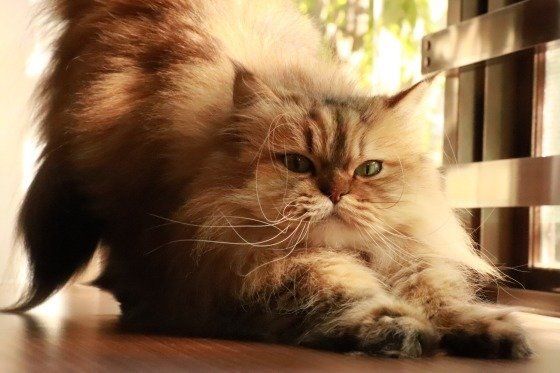 伸びをするペルシャ