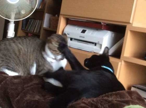 兄弟ゲンカする猫