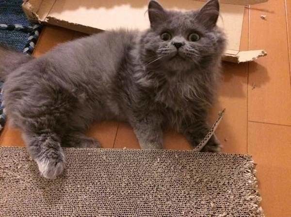 爪を思い切り研いだあとのマンチカン・ロングヘア