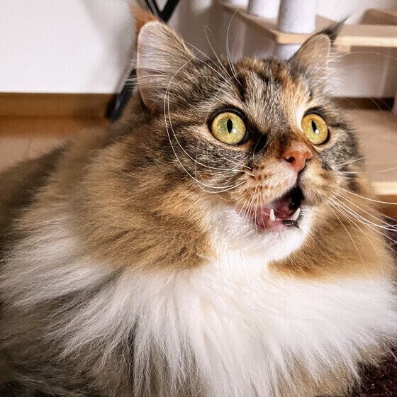 サイベリアンのうにもちゃん