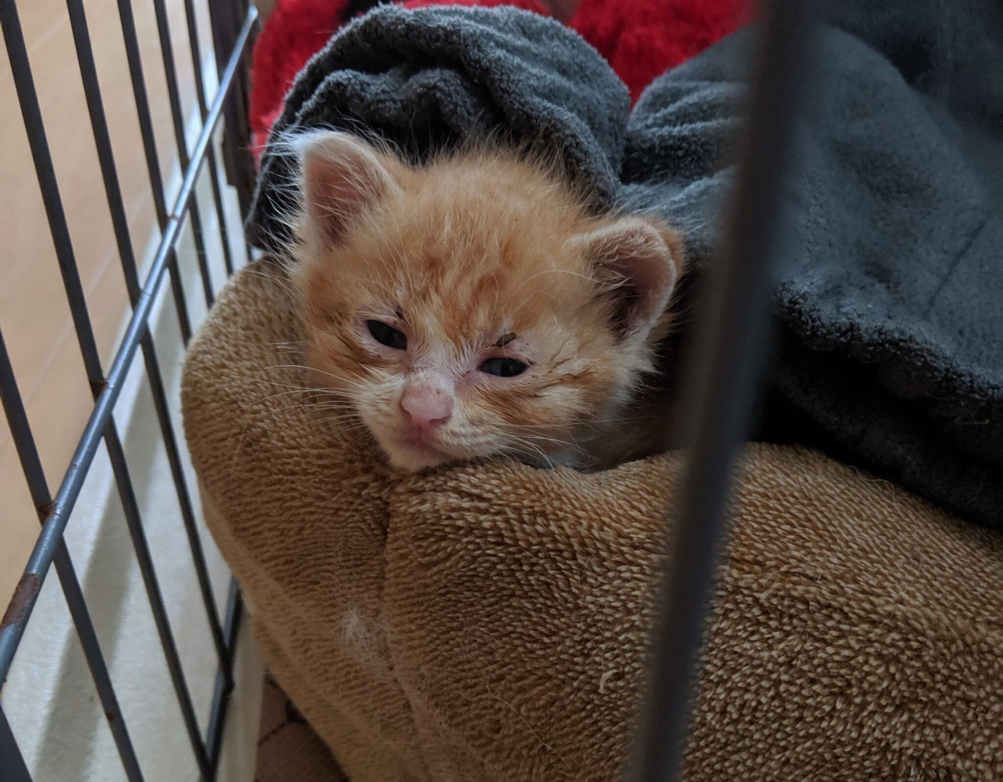 ケージの中にいる子猫