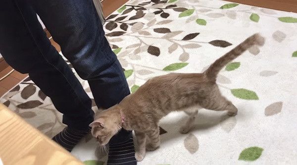 スリスリする猫