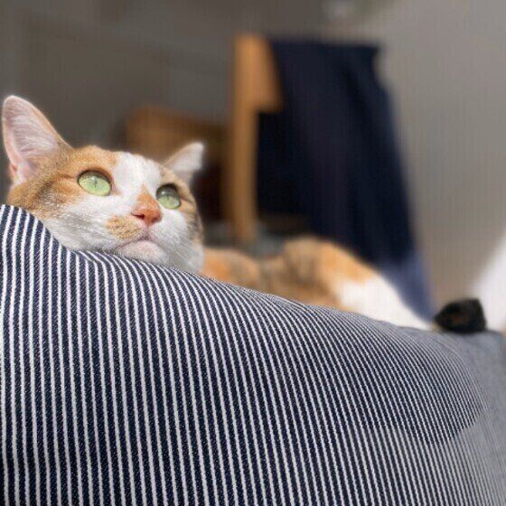 まったりする三毛猫