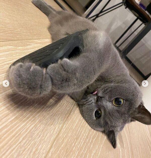 スリッパにからむマッシュちゃん