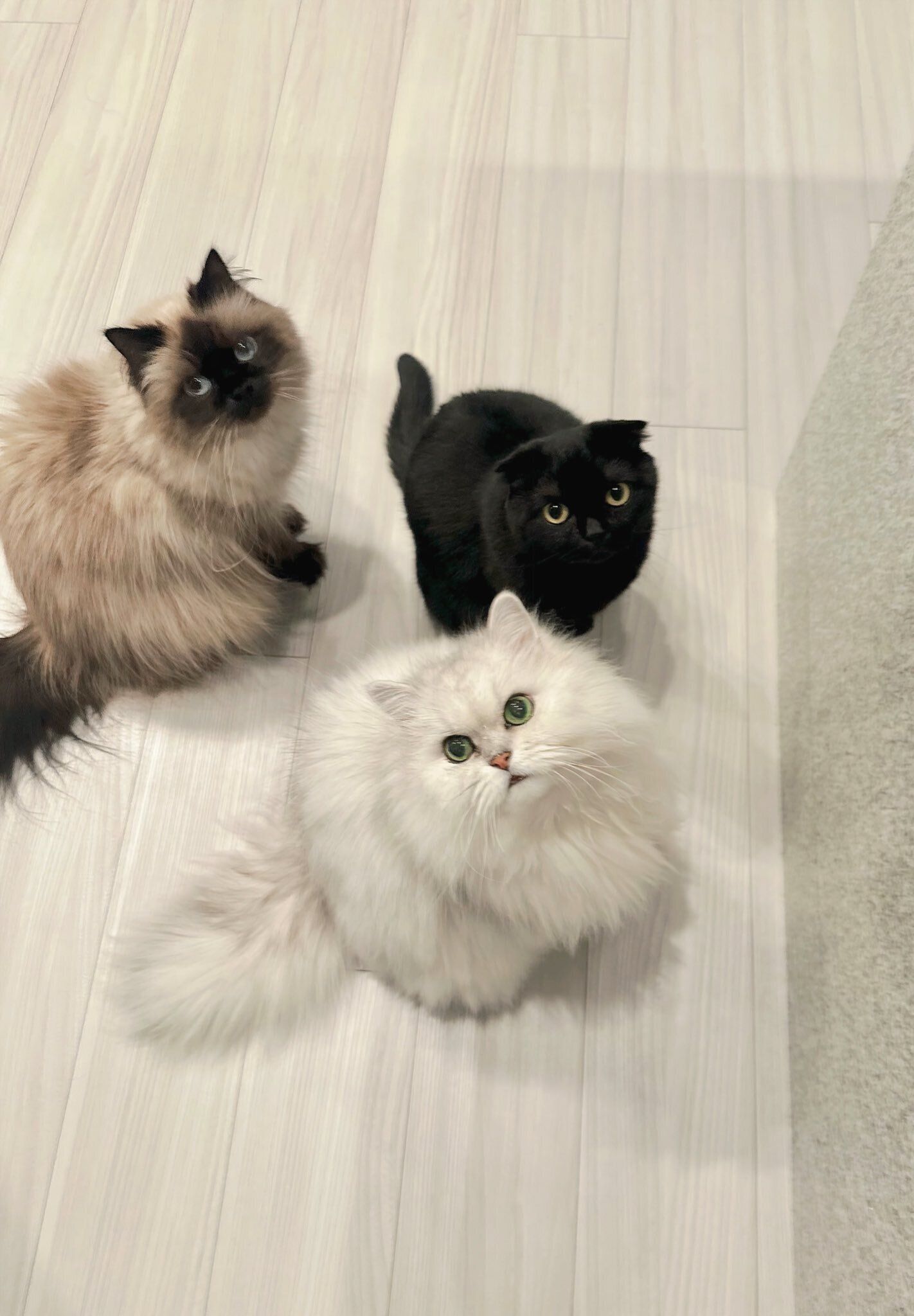 3匹の猫