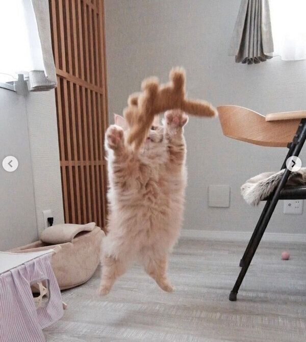 ジャンプするぽこくん