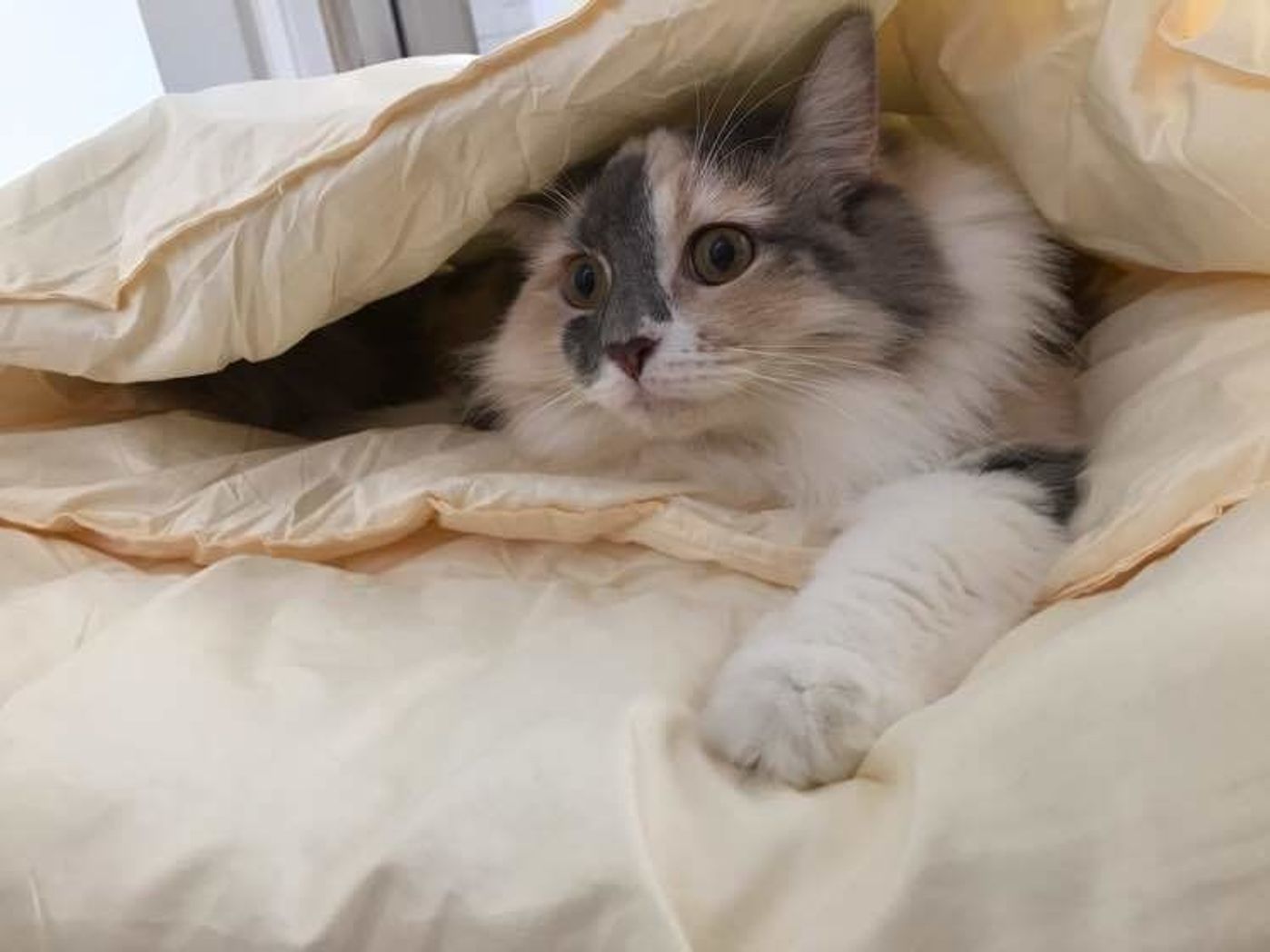 ラガマフィンの特徴と性格 飼い方 価格相場など 猫図鑑 ねこのきもちweb Magazine ラガマフィンの特徴と性格 飼い方 価格相場など 猫図鑑 ねこのきもちweb Magazine