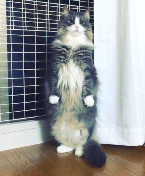 直立不動のノルウェージャンフォレストキャット