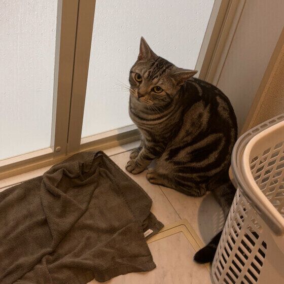 アメリカンショートヘアのシルくん