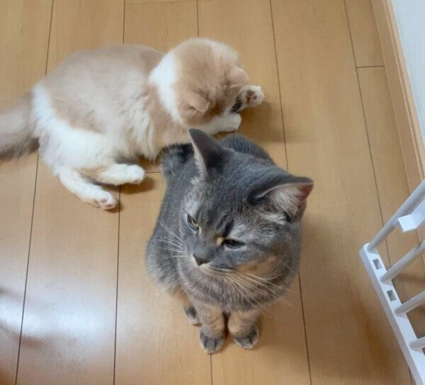 凛太郎くんのしっぽで遊ぶ和音ちゃん