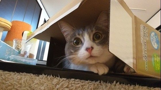 箱からのぞくマンチカン