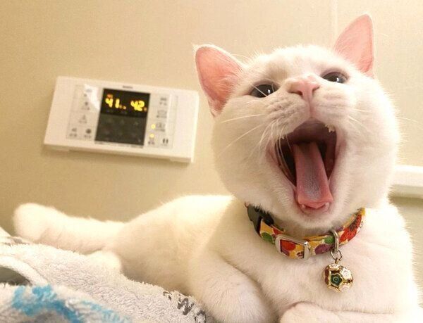 あくびをするコハクさん