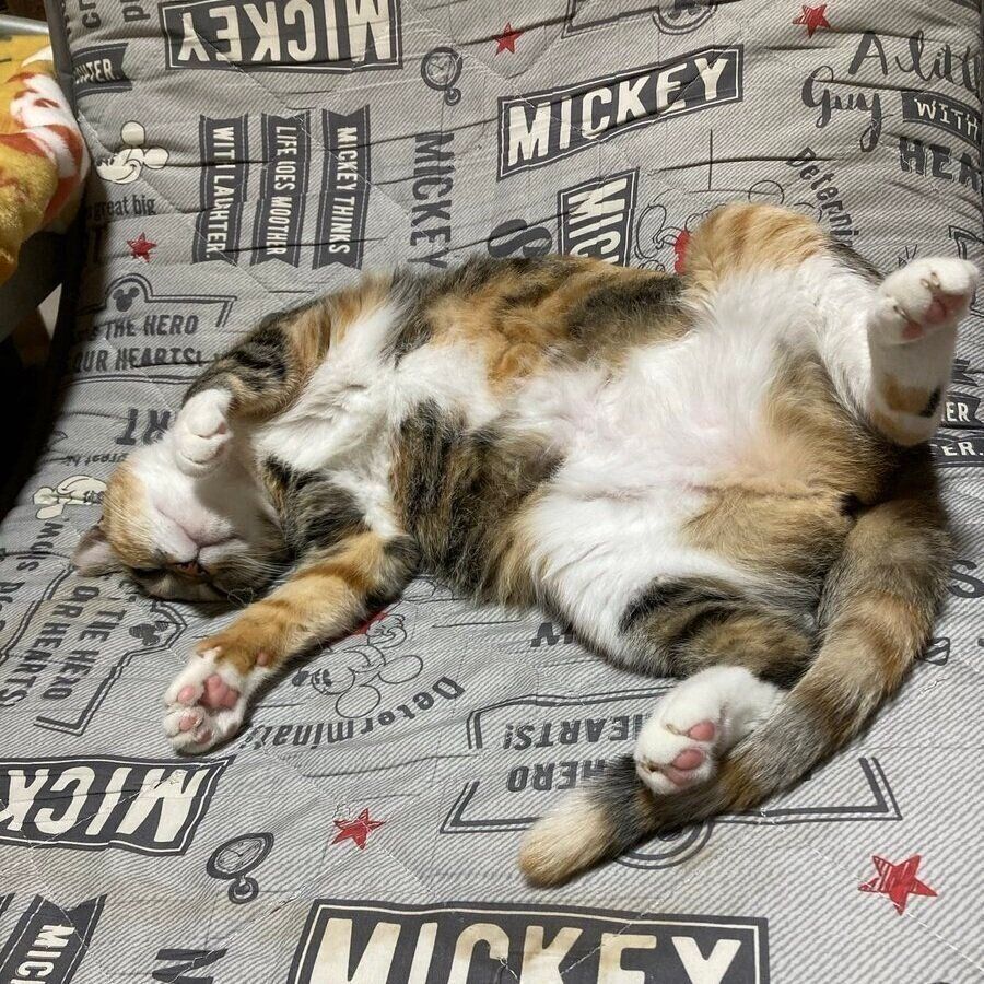 寝転がるみけちゃん