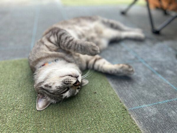 ゴロゴロするコタローくん