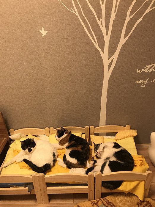 幸せすぎる…猫マスターの “のほほん”な日常