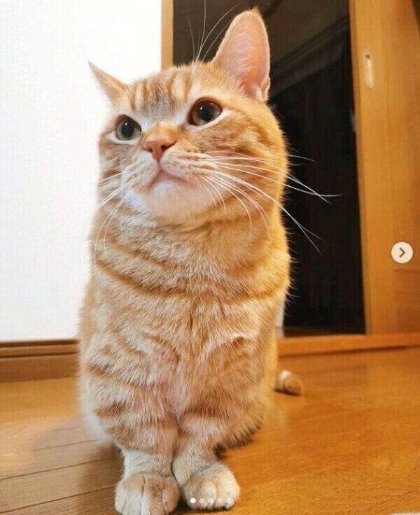 澄ました顔をするうにちゃん