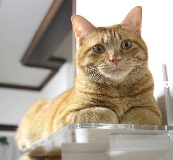 香箱座りをする茶トラ