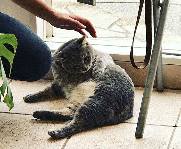 なでてもらうばずちゃん