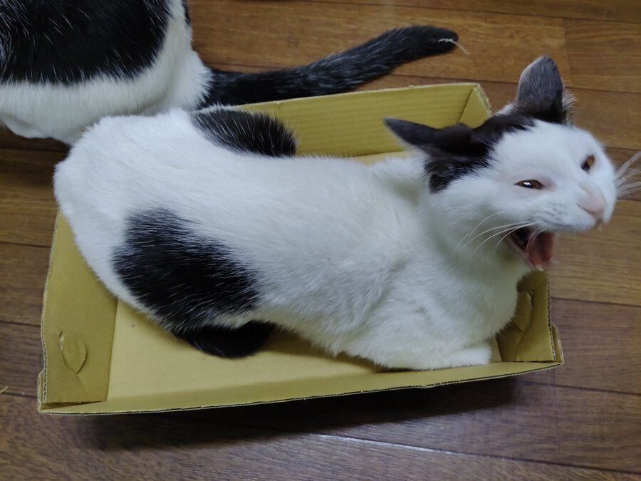 あくびをする猫