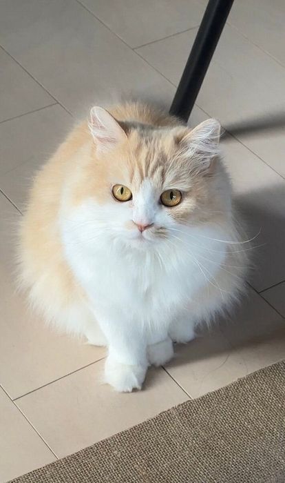 「本日もお美しいるなちゃん」と投稿された1枚