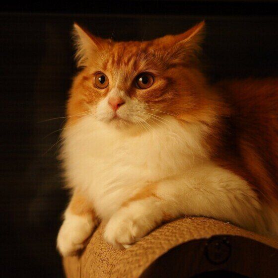 マンチカンのカノンちゃん