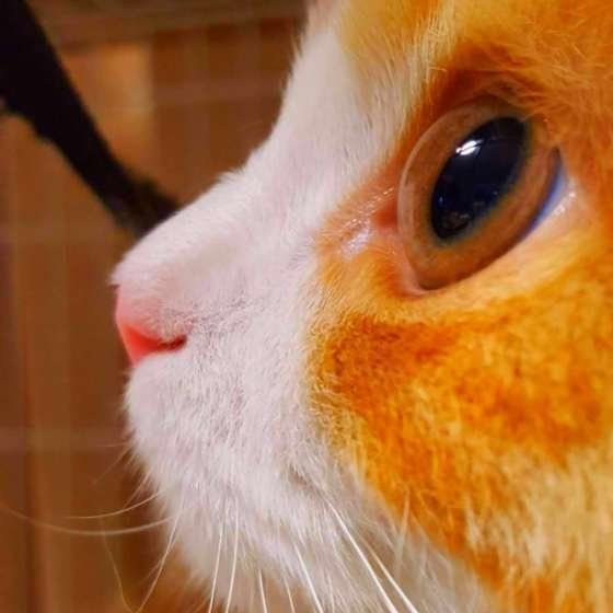 スコティッシュフォールド・ロングヘアのギフトちゃん