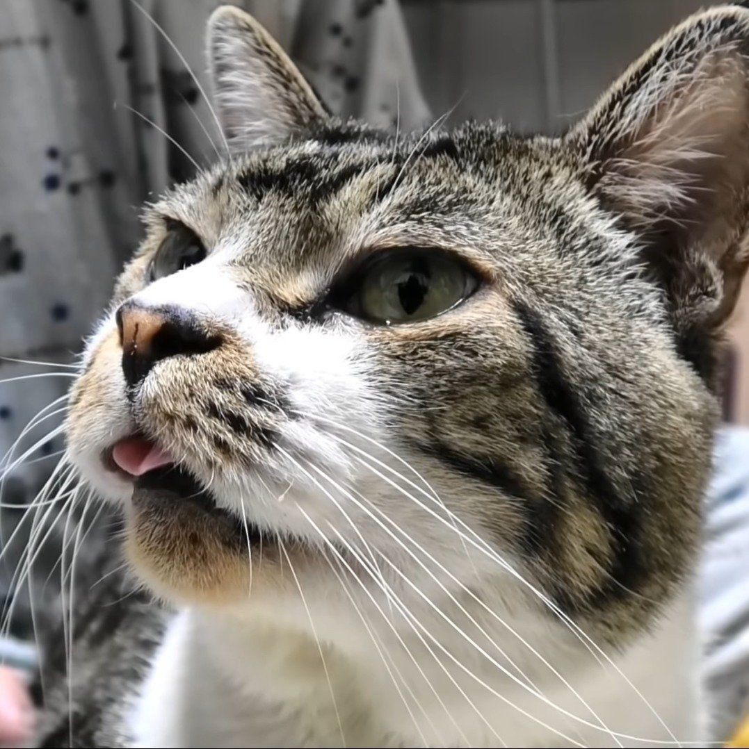 舌を出しっぱなしのリキちゃん