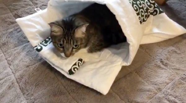 お布団に入るやっちゃん