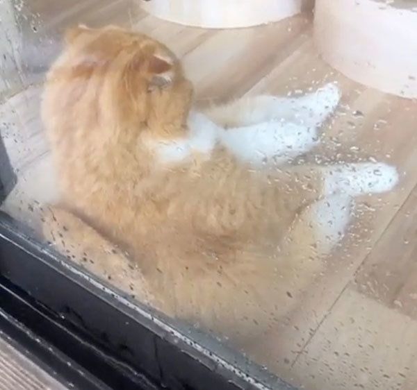 窓際でくつろぐスコティッシュフォールド