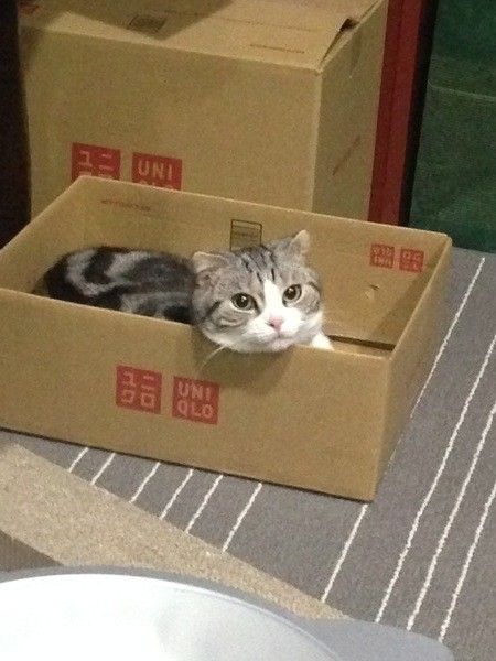 スコティッシュフォールド　おすまし段ボール