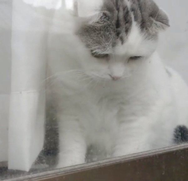 カマキリを見つめるスコティッシュフォールド・ライくん