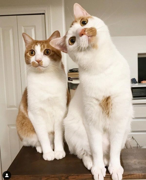 猫のいちごちゃんとタルトちゃん