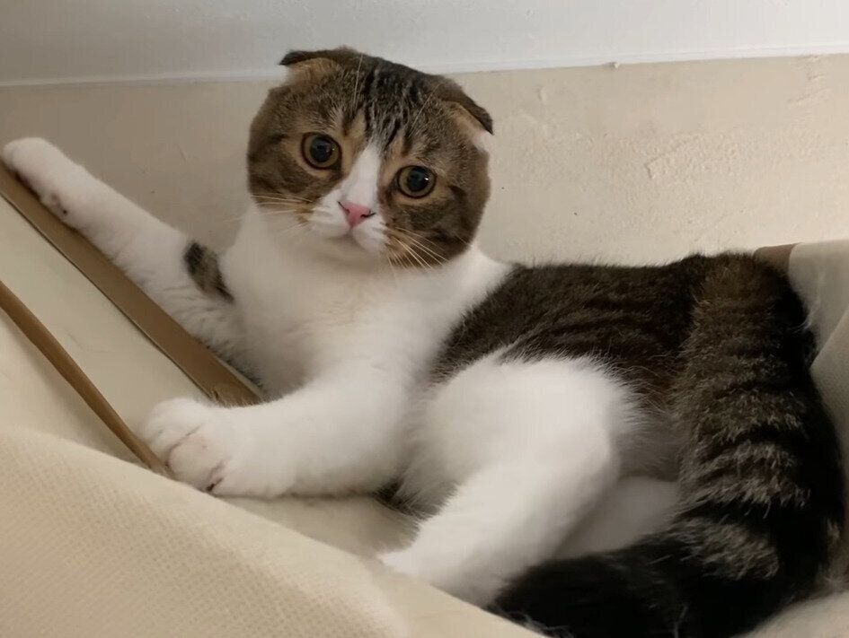 クローゼットにいる猫