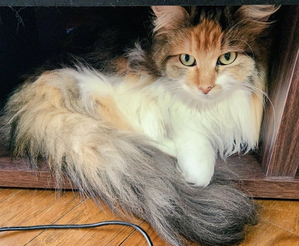 棚の間でくつろぐメインクーン