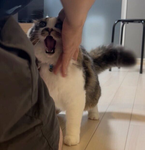 パパさんのすね毛を狙うほたてくん