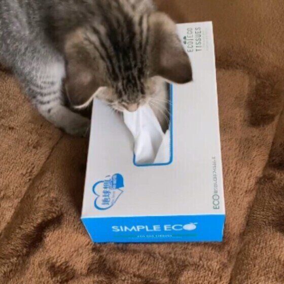 ティッシュ箱で遊ぶ猫