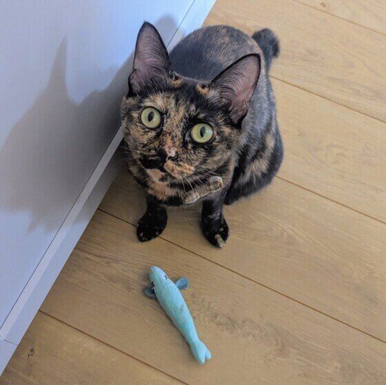 サビ猫のいおちゃん