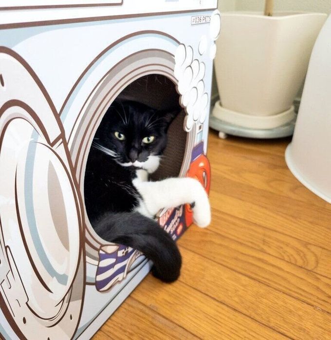 爪とぎに入るミロちゃん