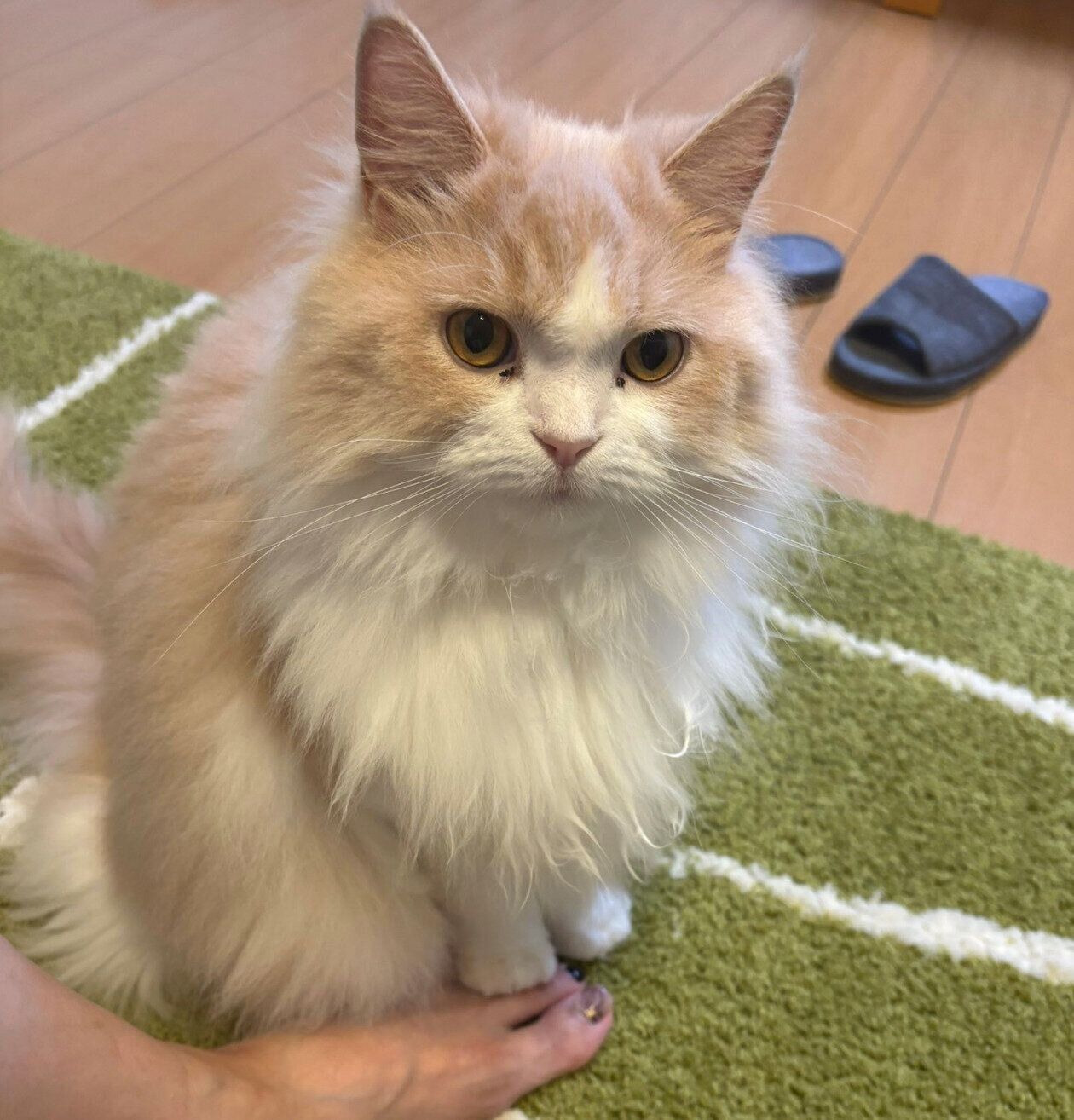 飼い主さんの足を踏む和音ちゃん