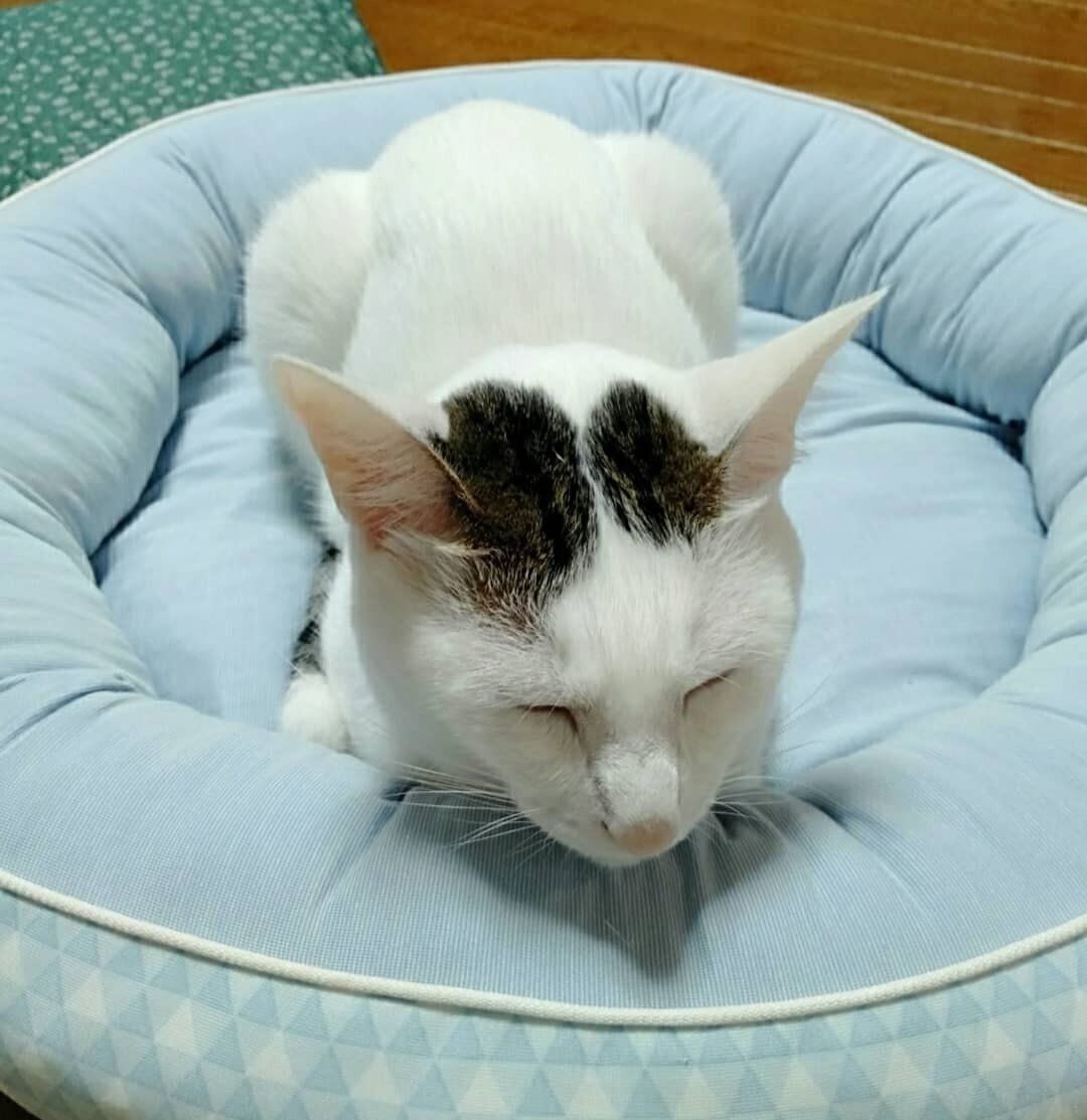 キジ白猫のうのちゃん