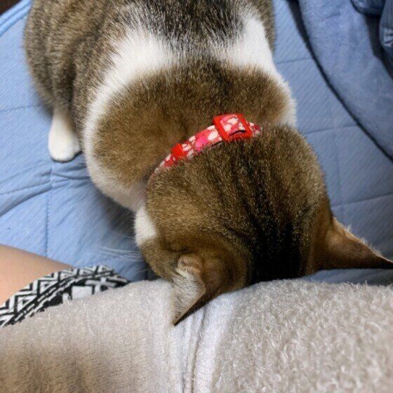 頭突きしてくるキジトラ猫