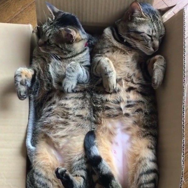 猫の箱詰め