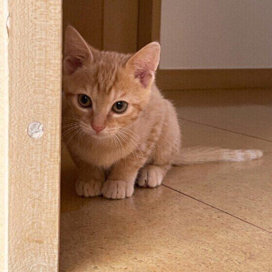 飼い主さんを見つめるつむぎくん