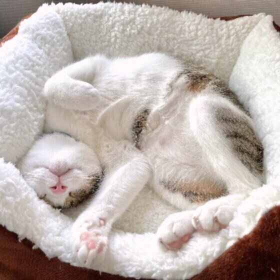 五郎くん（MIX）