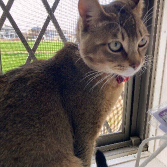 座る虎くん（MIX）