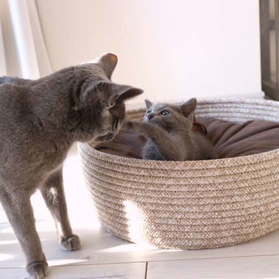 ウェンランくんの猫パンチ