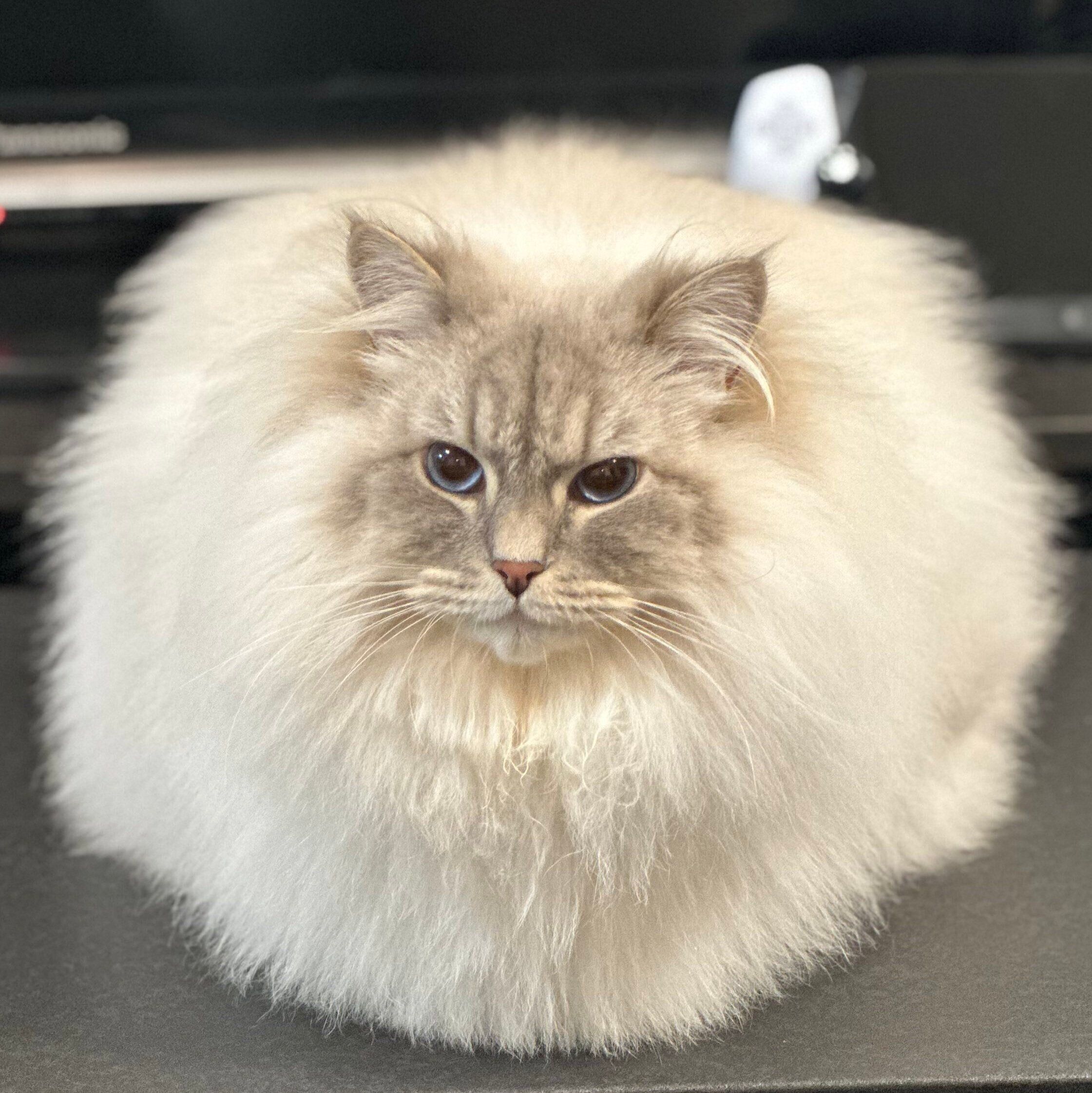 3分の2は毛」もふもふのサイベリアンが水にぬれた姿に驚き「1匹で2匹分