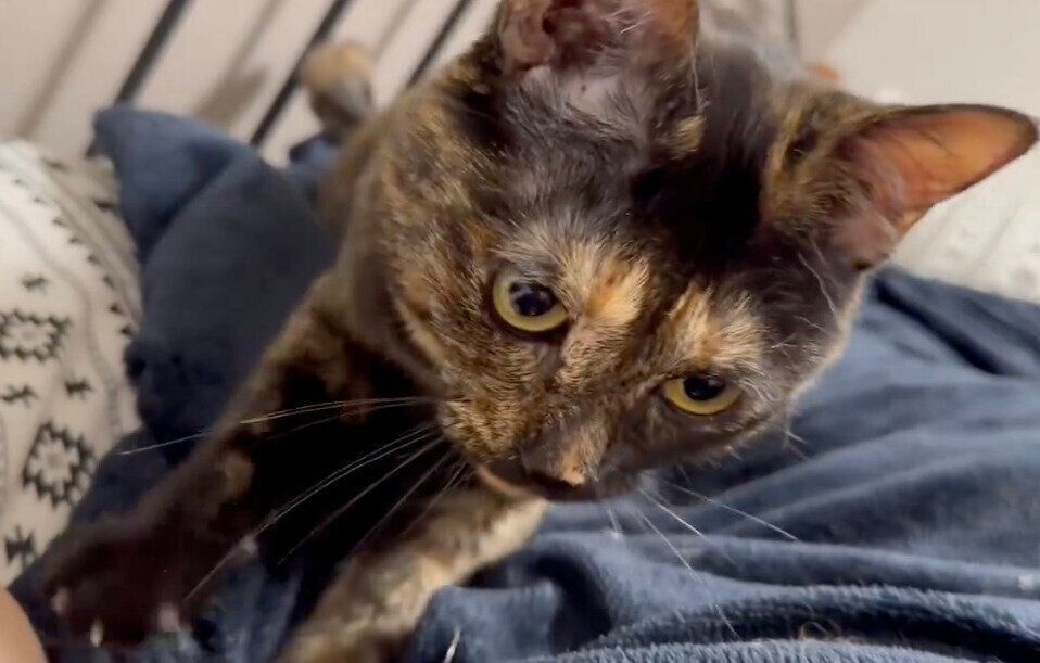 寝る前恒例の「ふみふみタイム」をするつなちゃん