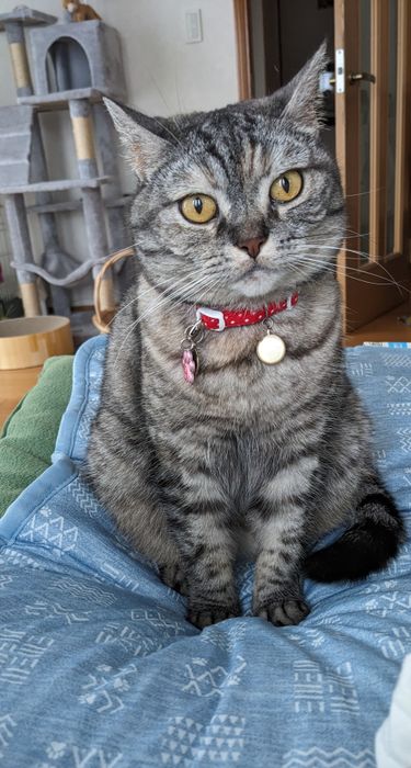 飼い主の横に座るマンチカン
